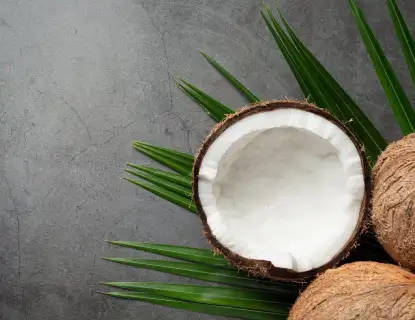 Ezonefly best coconut plants offer
