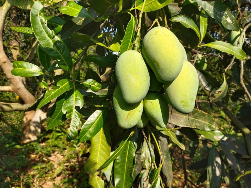 Buy Amropali mango Plant (Grafted) from Ezonefly