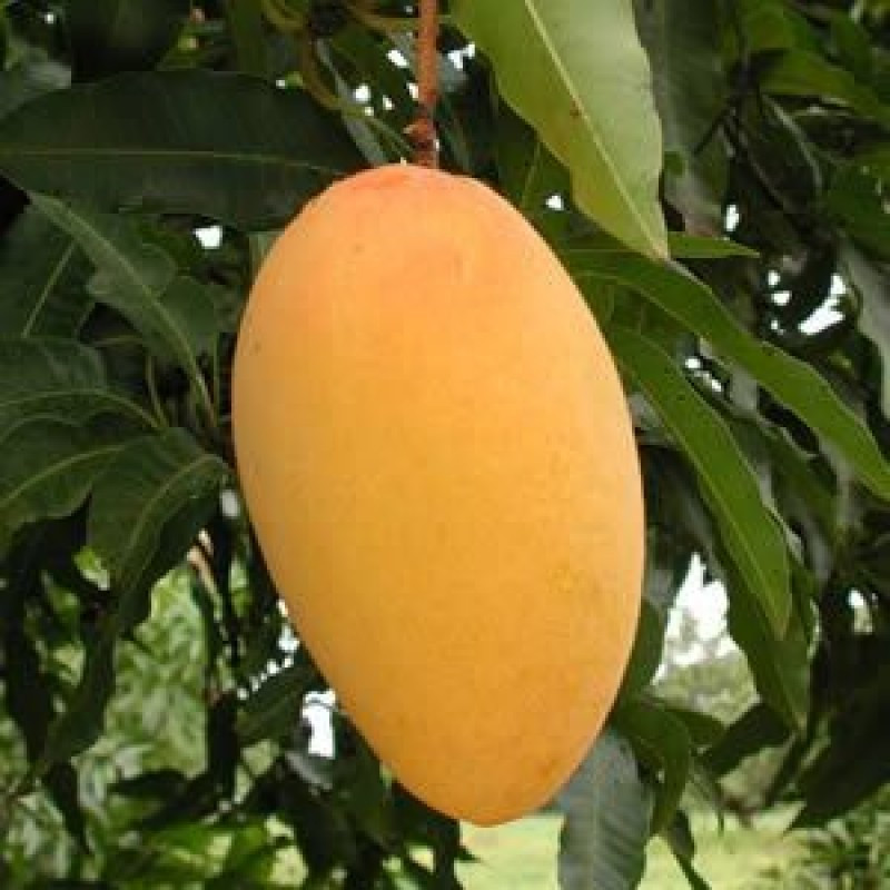 Buy Amropali mango Plant (Grafted) from Ezonefly