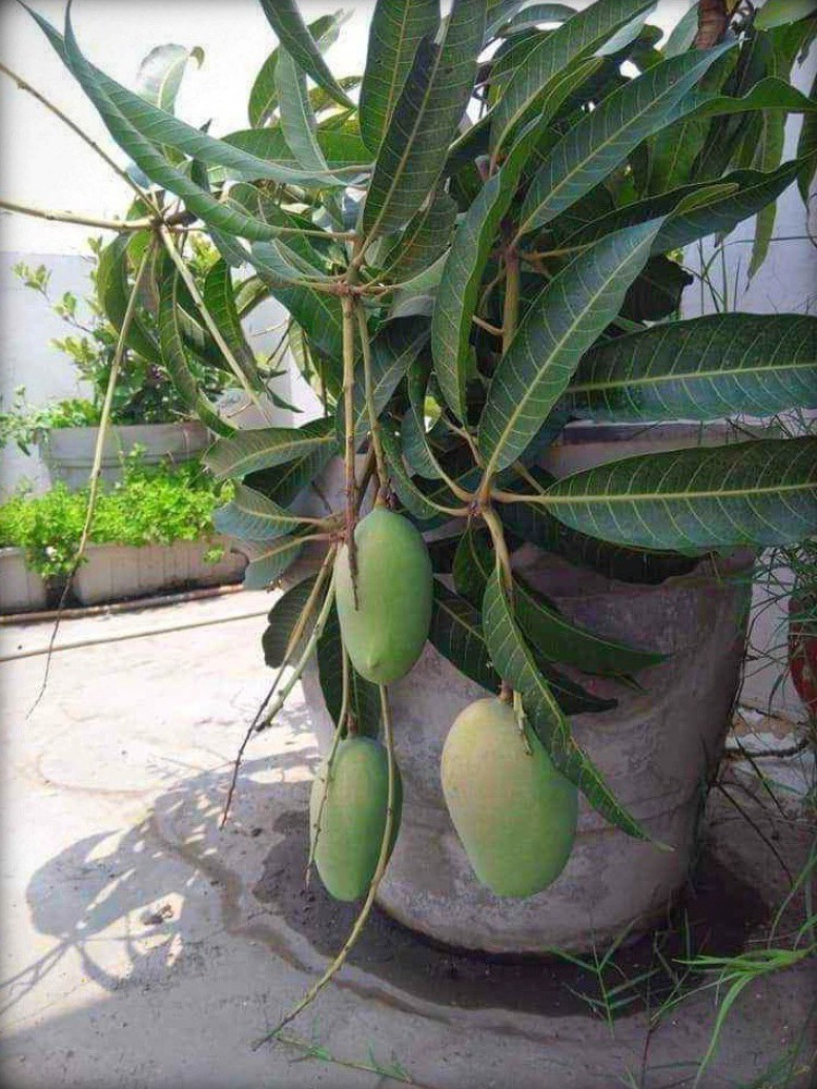 Buy Amropali mango Plant (Grafted) from Ezonefly