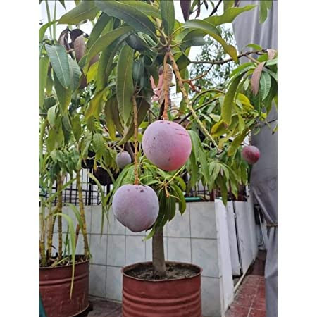 Buy American Red Palmer Mango Plant (Grafted) from Ezonefly
