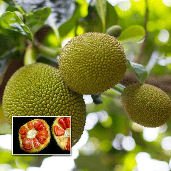 Buy Siddhu Jackfruit Plant (Bud Grafted) from Ezonefly