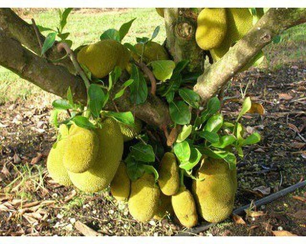 Buy Honey JackFruit Plant(Bud Grafted) from Ezonefly