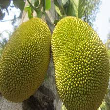 Buy Honey JackFruit Plant(Bud Grafted) from Ezonefly