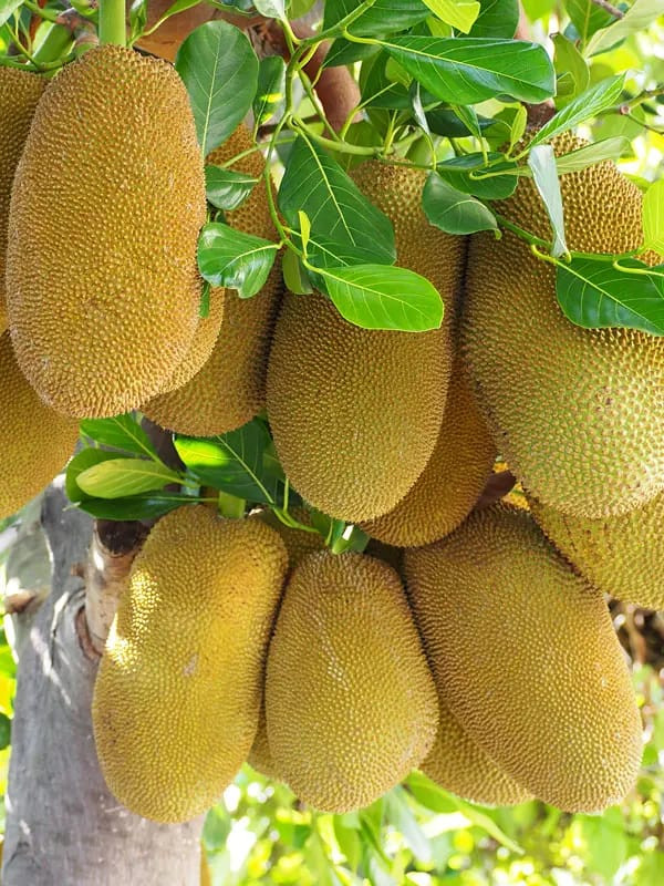 Buy Honey JackFruit Plant(Bud Grafted) from Ezonefly