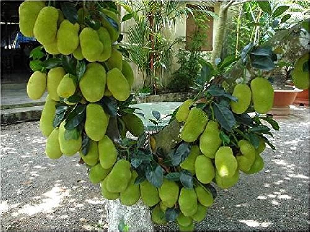 Buy Honey JackFruit Plant(Bud Grafted) from Ezonefly