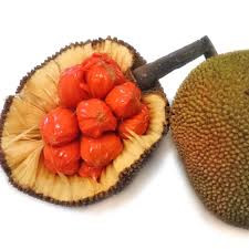 Buy Keldang Red Colour Small Jackfruit Plant (Bud Grafted) from Ezonefly