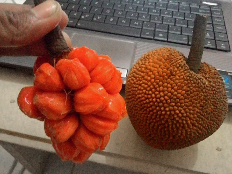 Buy Keldang Red Colour Small Jackfruit Plant (Bud Grafted) from Ezonefly