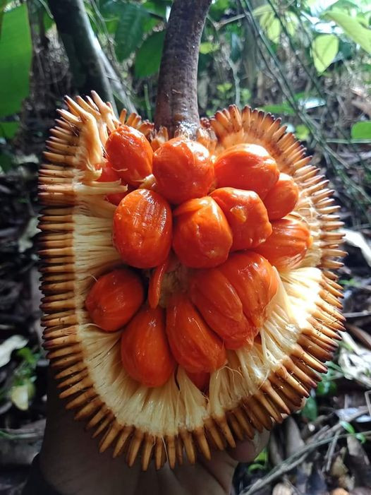 Buy Keldang Red Colour Small Jackfruit Plant (Bud Grafted) from Ezonefly