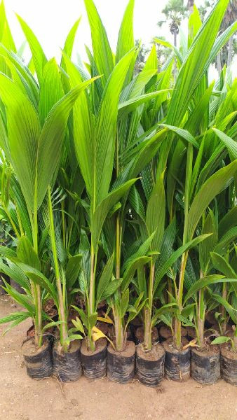 Buy Deshi Coconut Plant from Ezonefly