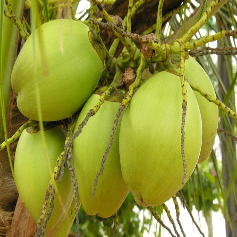 Buy Deshi Coconut Plant from Ezonefly