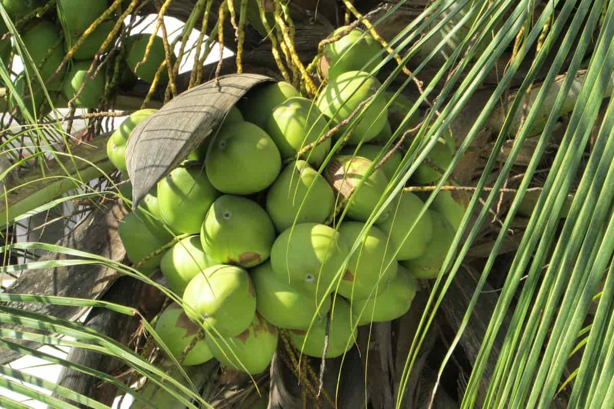 Buy Deshi Coconut Plant from Ezonefly