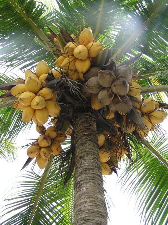 Buy Deshi Coconut Plant from Ezonefly