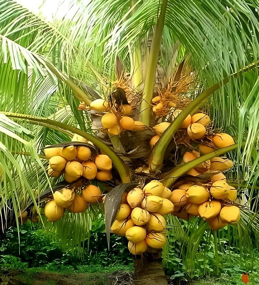 Buy High Yealding Malaysian Yellow Dwarf Coconut Plant from Ezonefly