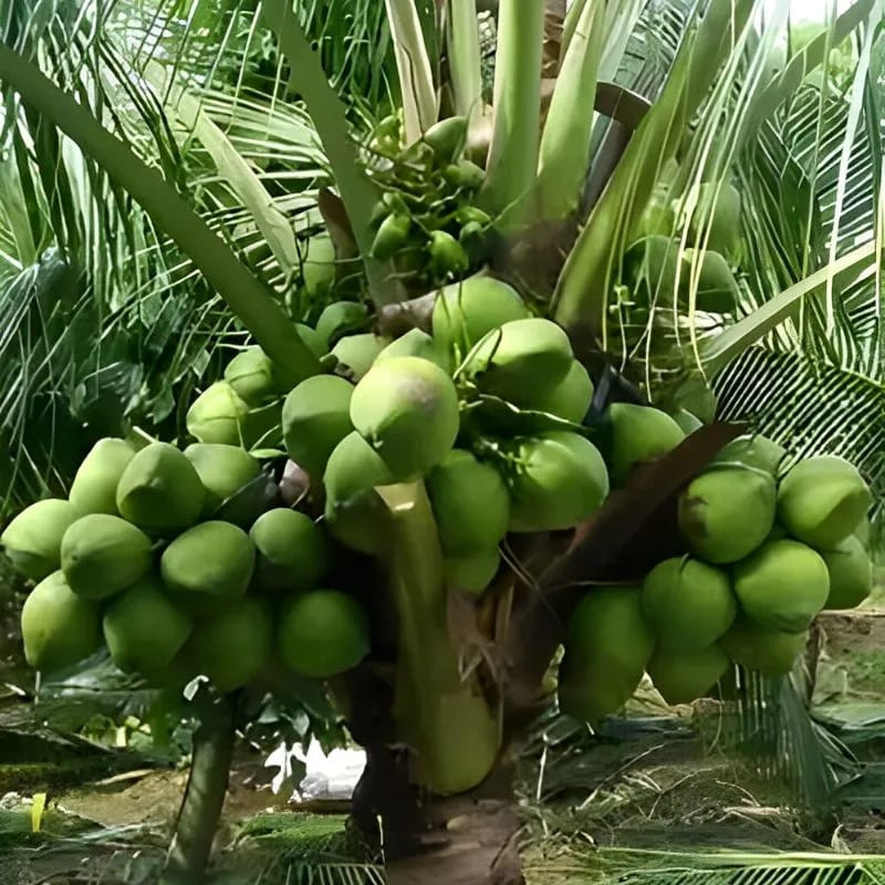 Buy High Yealding Malaysian Yellow Dwarf Coconut Plant from Ezonefly