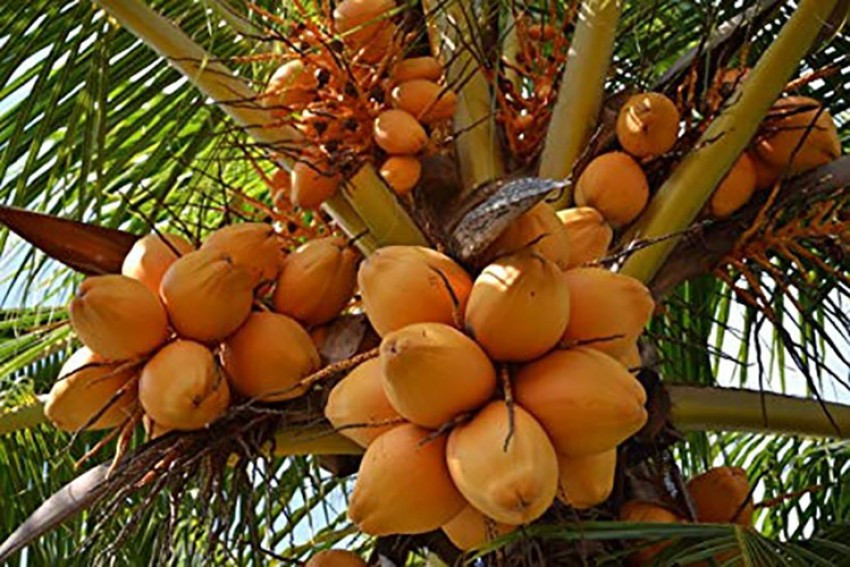 Buy High Yealding Malaysian Orange Dwarf Coconut Plant from Ezonefly