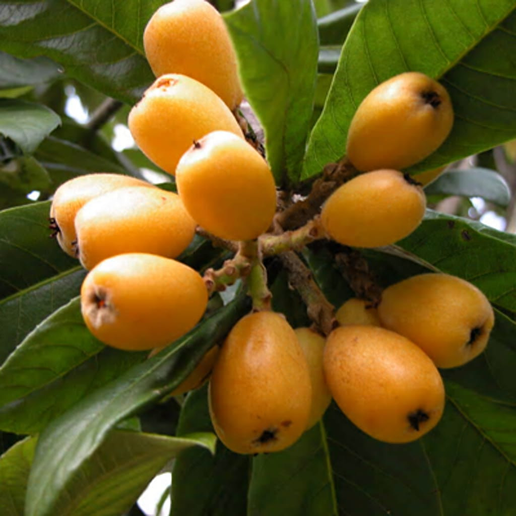 Buy Rare Exotic Loquat Fruit Plant (Grafted) from Ezonefly