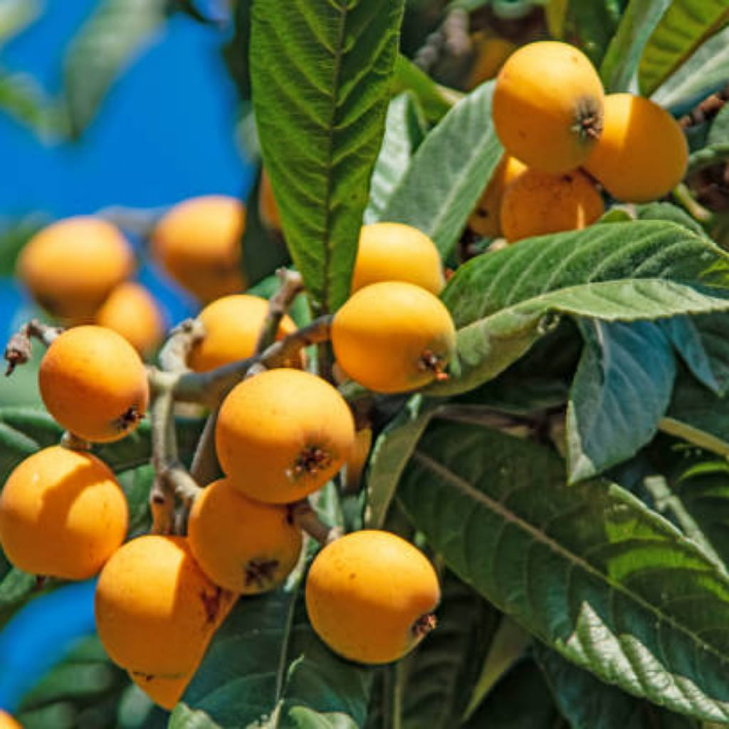 Buy Rare Exotic Loquat Fruit Plant (Grafted) from Ezonefly