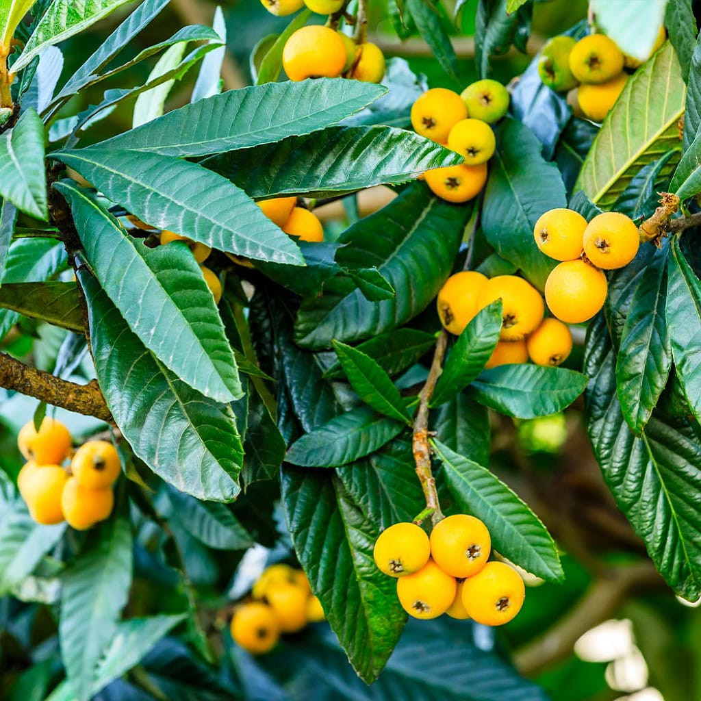 Buy Rare Exotic Loquat Fruit Plant (Grafted) from Ezonefly