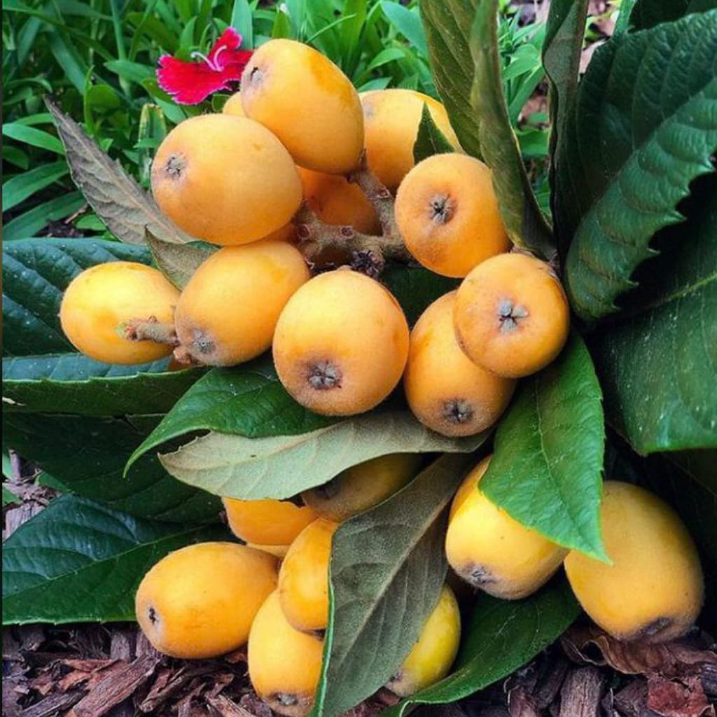 Buy Rare Exotic Loquat Fruit Plant (Grafted) from Ezonefly