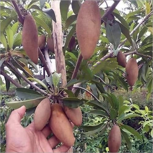 Growing Thai Banana Chiku (Langcha Sapota) Plant: A Complete Guide