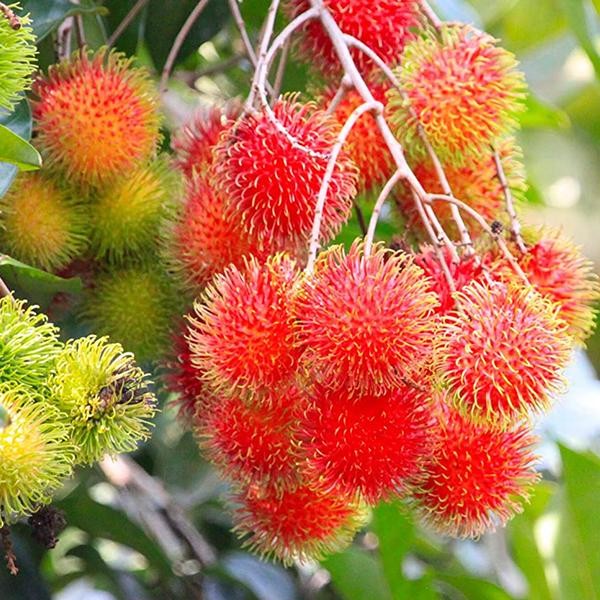 N18 Rambutan Fruit Plant: A to Z Guide
