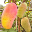 Buy Thai Banana Mango Plant (Grafted) from Ezonefly