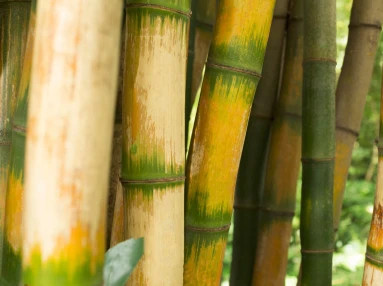 Buy best Sugarcane plants with low cost from Ezonefly