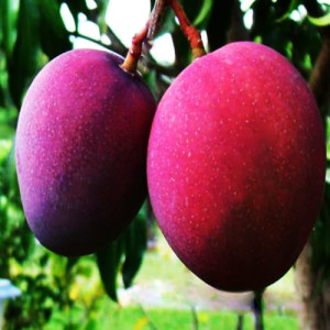 Buy Tommy Atkins Mango Plant(Grafted) from Ezonefly