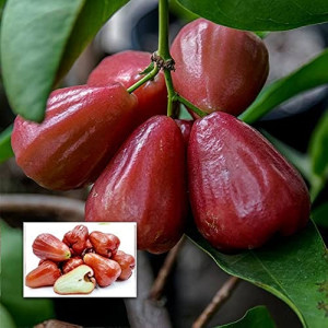 Buy Waterapple Plant from Ezonefly
