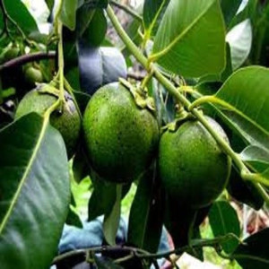 Find Sapote Plant Products from Ezonefly