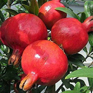 Find Anar Plant Products from Ezonefly