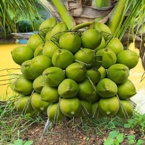 Buy High Yealding Vietnam Dwarf Coconut Plant from Ezonefly