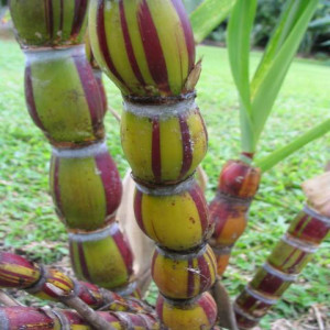 Find Sugercane Plant Products from Ezonefly