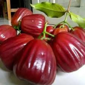 Buy Waterapple Plant from Ezonefly