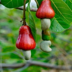 Find Nuts Plant Products from Ezonefly