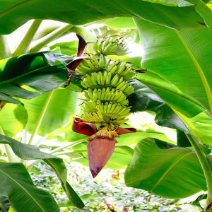 Find Banana Plant Products from Ezonefly