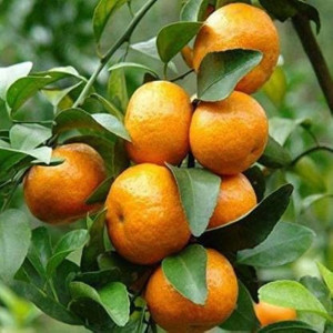 Buy Thai 2 Orange (Grafted) from Ezonefly