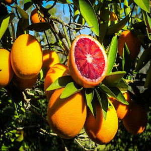 Buy Orange Plant from Ezonefly