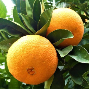 Buy Orange Plant from Ezonefly