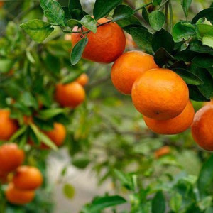 Buy Orange Plant from Ezonefly