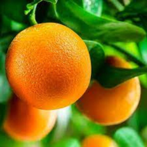 Buy Darjeeling Giant Orange Plant (Grafted) Big Plant from Ezonefly