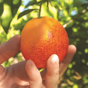 Buy Orange Plant from Ezonefly