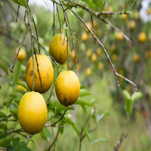 Buy Orange Plant from Ezonefly