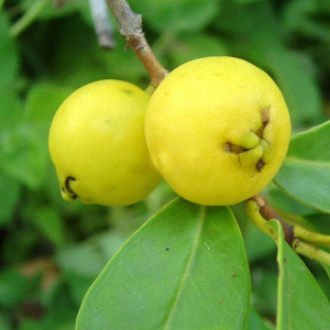 Buy Guava Plant from Ezonefly