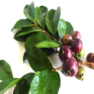 Buy Guava Plant from Ezonefly