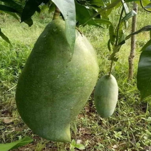 Buy Brunei King Mango Plant (Grafted) from Ezonefly