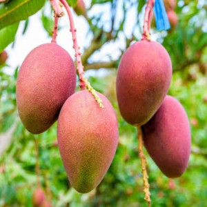 Buy Mango Plant from Ezonefly