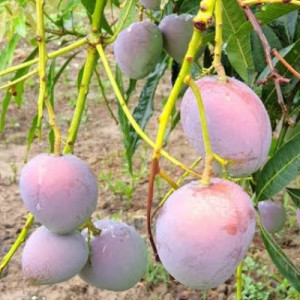 Buy Mango Plant from Ezonefly