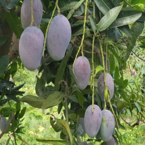 Buy Mango Plant from Ezonefly